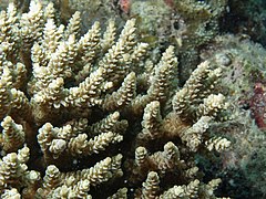 Vista de coralitos de A. selago, isla Poruma, Estrecho de Torres, Australia
