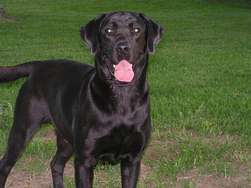 File:Adult black lab.jpg