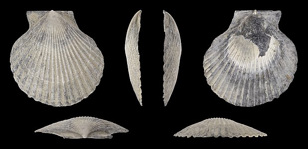 Aequipecten opercularis Left valve (fossil)