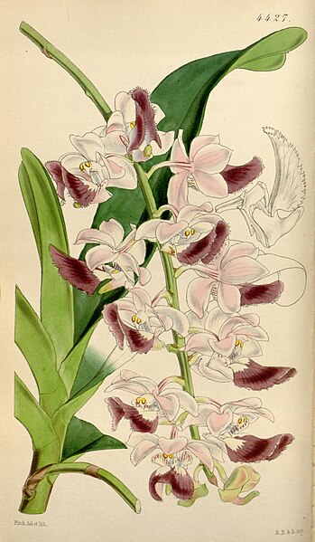 File:Aerides crispum.jpg