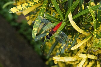 Scarlet Marsh Hawk Aethriamanta brevipennis male