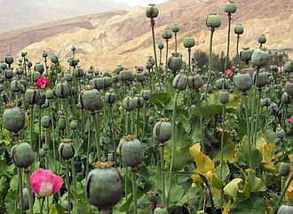 Opium field in Afghanistan, the largest grower of opium. Afghanistan 16.jpg