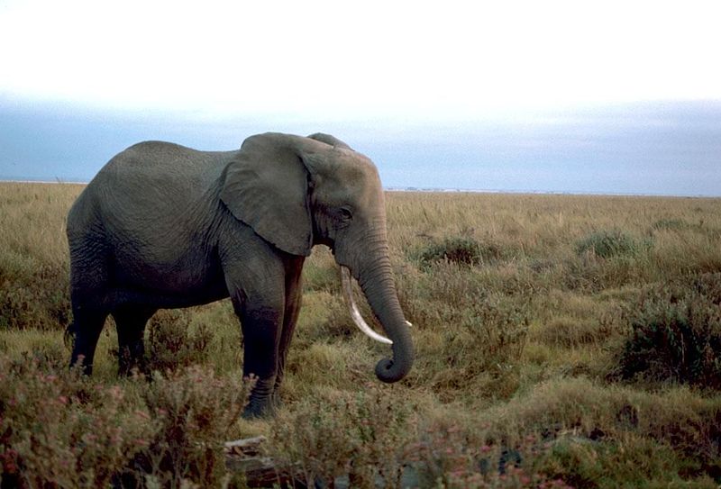 File:African elephant male.jpg