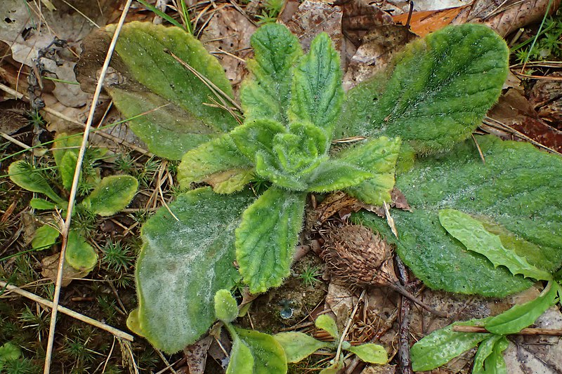 File:Ajuga pyramidalis kz03.jpg