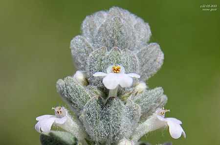 Tập_tin:Ajuga_vestita.jpg