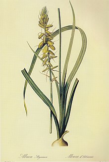 illustration of "Albuca abyssinica"
