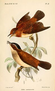 <i>Chamaetylas</i> Genus of birds