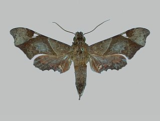<i>Aleuron ypanemae</i> Species of moth