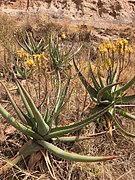 Aloe adigratana