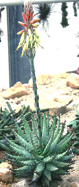 <i>Aloe erinacea</i> Species of succulent