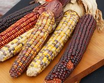 Maize was the main agricultural product for the Muisca Amazing Maize.jpg