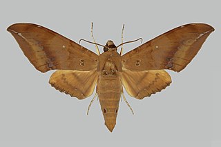 <i>Ambulyx amboynensis</i> Species of moth