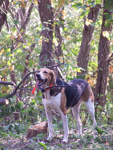 File:AmericanFoxhound.jpg