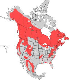 American Black bear map.png