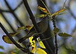 Thumbnail for File:American Redstart (15248850816).jpg