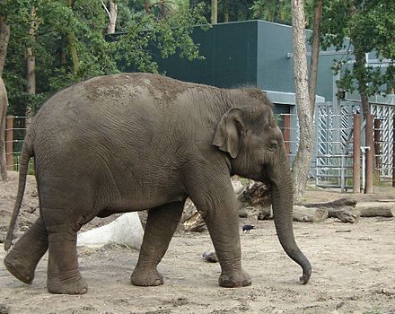 Asian Elephant (Elephas maximus indicus). The extended proboscis is called the "trunk" and is used for a wide range of purposes, including feeding, drinking, exploration, and social grooming.