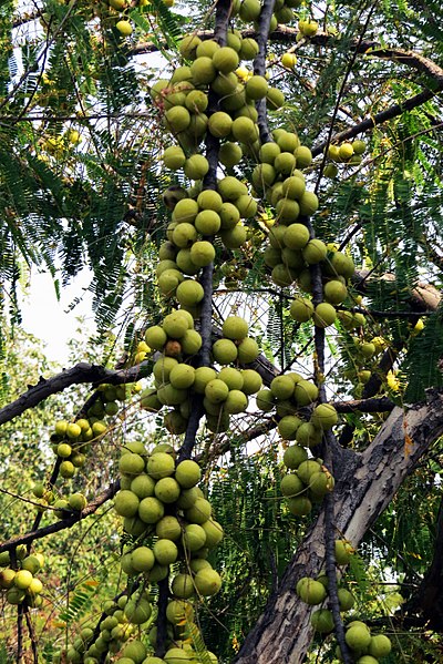 File:Amla PannaTR IMG 3122.jpg