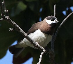 ティモールブンチョウ