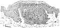 Figure 41-Section of a Lichen planus papule. Horny layer thickened, epidermis thickened and its cells enlarged and lengthened laterally. Dense growth of connective tissue cells in the corium, sharply magnified beneath. 75x