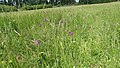 Anacamptis pyramidalis Germany - Geinsheim (Neustadt an der Weinstraße)