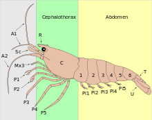 Caridea - Wikipedia, la enciclopedia