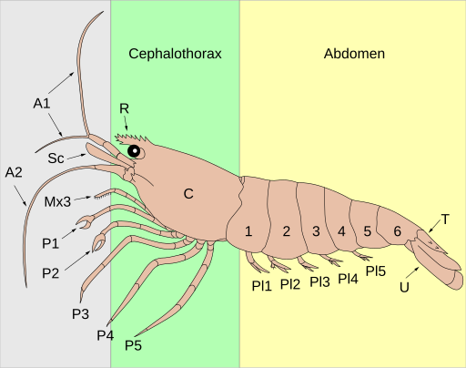 Plik:Anatomy of a shrimp (colour).svg