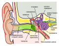 Анатомија на човечко уво (стременот е сместен од лева страна до виолетовиот дел).