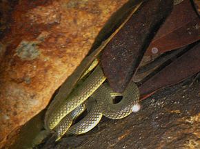 Anderson's Stream Snake (Opisthotropis andersonii) açıklaması 香港 後 稜 蛇 .jpg.