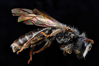 <i>Andrena fragilis</i> Species of bee