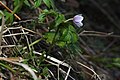 Anemone lyallii