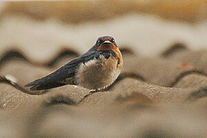 Angola hirundo. Fotita ĉe Queen Elizabeth NP, Ugando