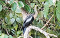 * Nomination Anhinga (Anhinga anhinga) in Caño Negro Wildlife Refuge, Costa Rica --Bgag 02:23, 1 June 2024 (UTC) * Promotion  Support Good quality. --Rjcastillo 02:57, 1 June 2024 (UTC)