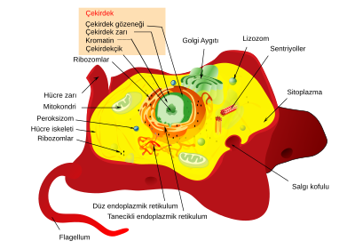 Okaryot Wikiwand