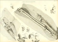 Anoplotherium medium Xiphodon gracilis leg bone 1804.png