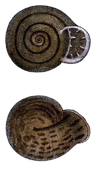 <i>Anostoma deshayesianum</i> Species of gastropod