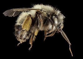 Anthophora rubricrus