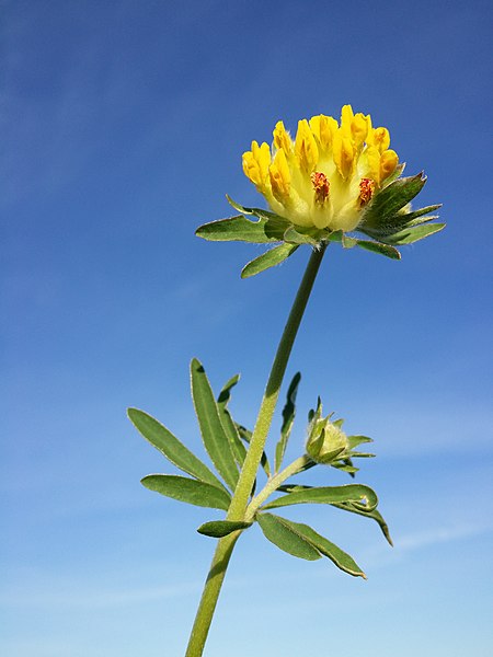 File:Anthyllis vulneraria subsp. pseudovulneraria sl15.jpg