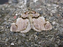 Anticlea derivata.jpg