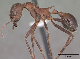 Aphaenogaster albisetosa