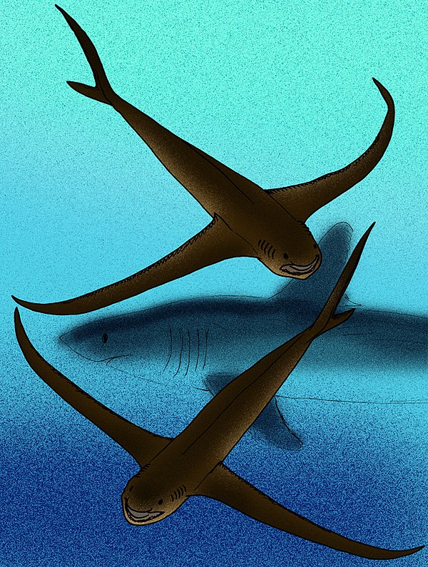 Image: Aquilolamna milarcae restoration