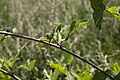 Français : Arctium nemorosum Velennes (Somme), France