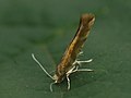Argyresthia goedartella - Bronze alder moth (26477422557).jpg