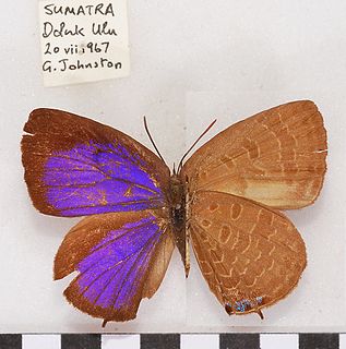 <i>Arhopala buddha</i> Species of butterfly