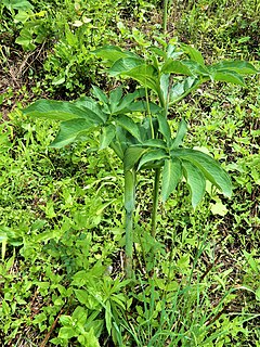 <i>Arisaema heterophyllum</i> Perennial, rhizomatous herb native to East Asia
