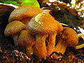 Thumbnail for Armillaria gallica