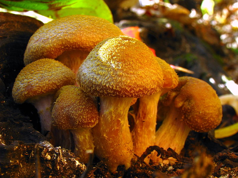 armillaria mellea bioluminescence