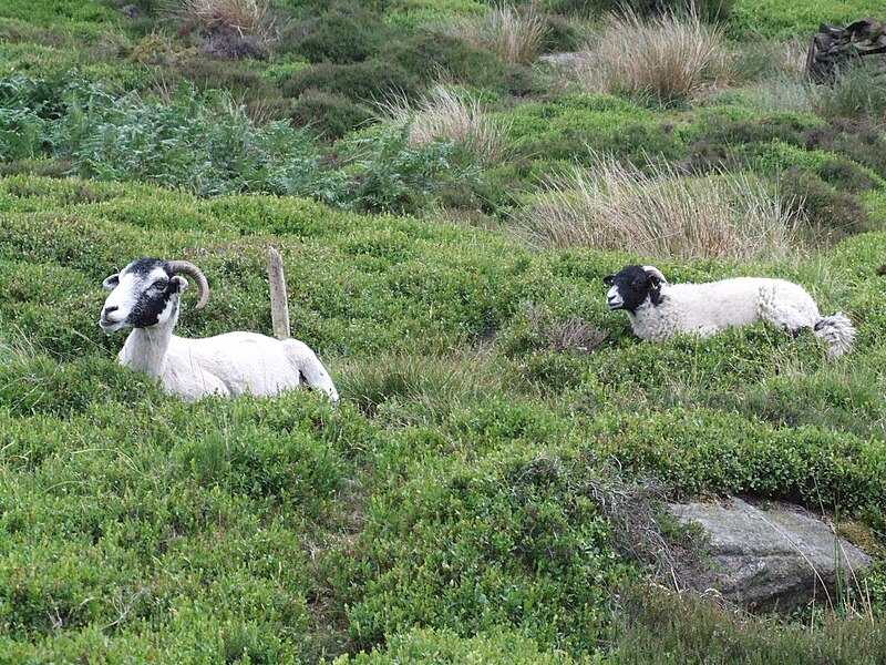 File:Arnfield Clough Sheep 3305.JPG