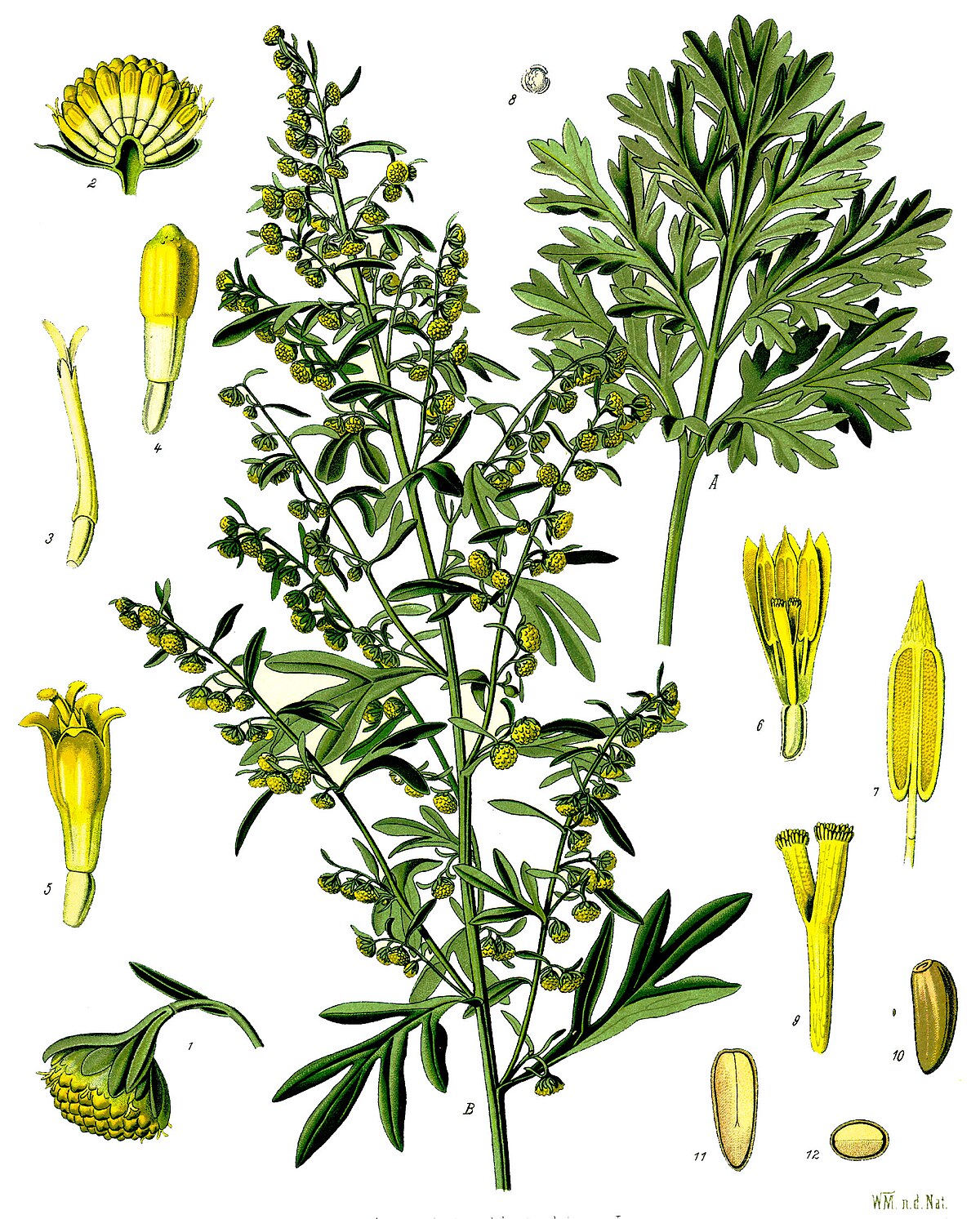 Fehér üröm gyógyhatása (Artemisa absinthium)