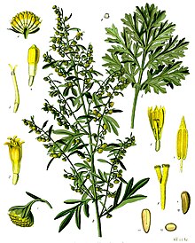 Artemisia absinthium nga Köhler's Medicinal Plants, 1887.
