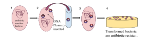Before it is transformed, a bacterium is susceptible to antibiotics. A plasmid can be inserted when the bacteria is under stress, and be incorporated into the bacterial DNA creating antibiotic resistance. When the plasmids are prepared they are inserted into the bacterial cell by either making pores in the plasma membrane with temperature extremes and chemical treatments, or making it semi permeable through the process of electrophoresis, in which electric currents create the holes in the membrane. After conditions return to normal the holes in the membrane close and the plasmids are trapped inside the bacteria where they become part of the genetic material and their genes are expressed by the bacteria. Artificial Bacterial Transformation.svg